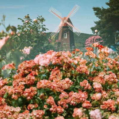 开元ky888vip手机app下载